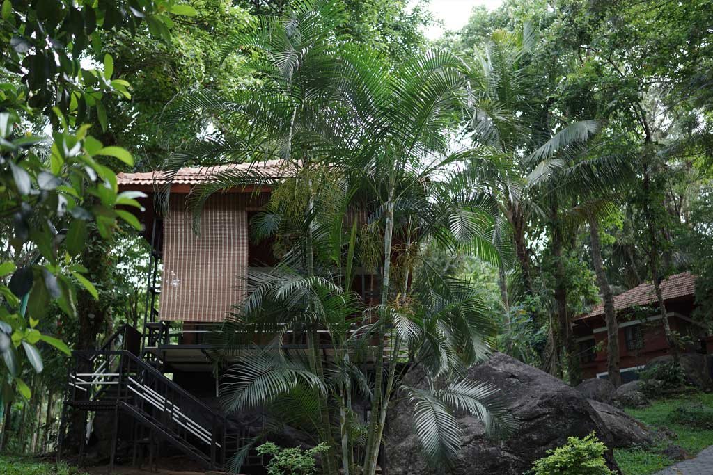 Treetop Aerial