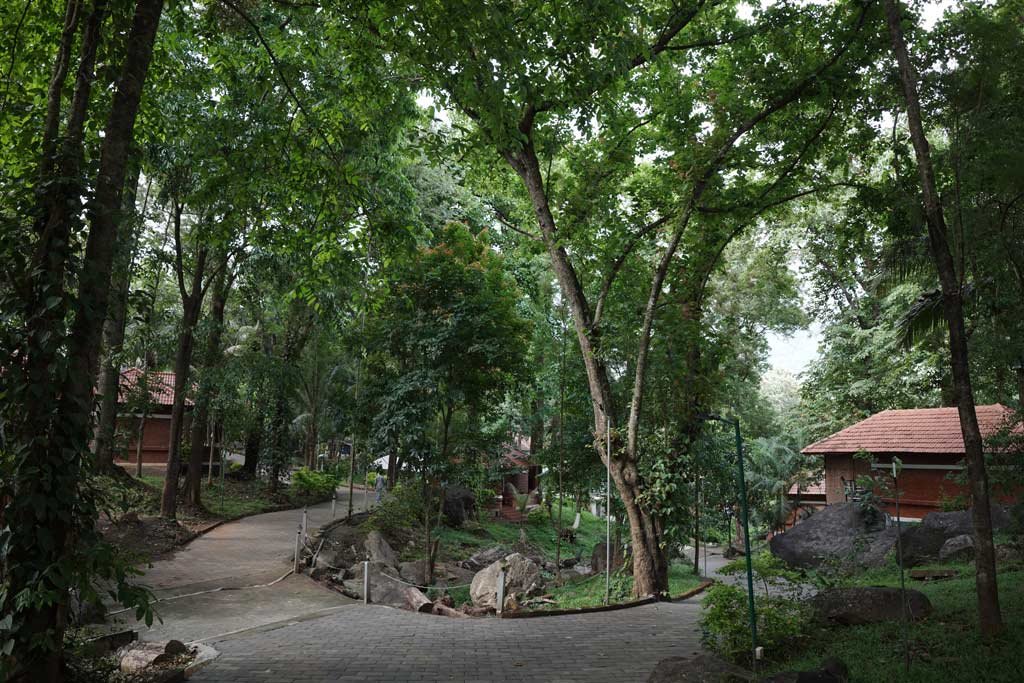 Forest Trail